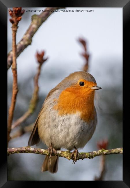 Robin perched in the branches Framed Print by Christopher Keeley