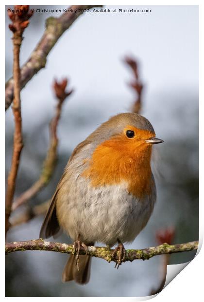 Robin perched in the branches Print by Christopher Keeley