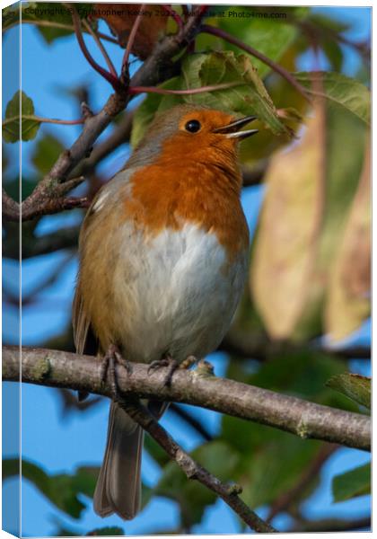 Singing robin redbreast Canvas Print by Christopher Keeley