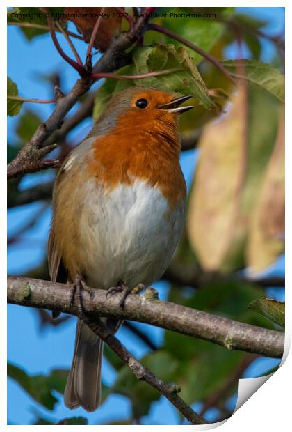 Singing robin redbreast Print by Christopher Keeley
