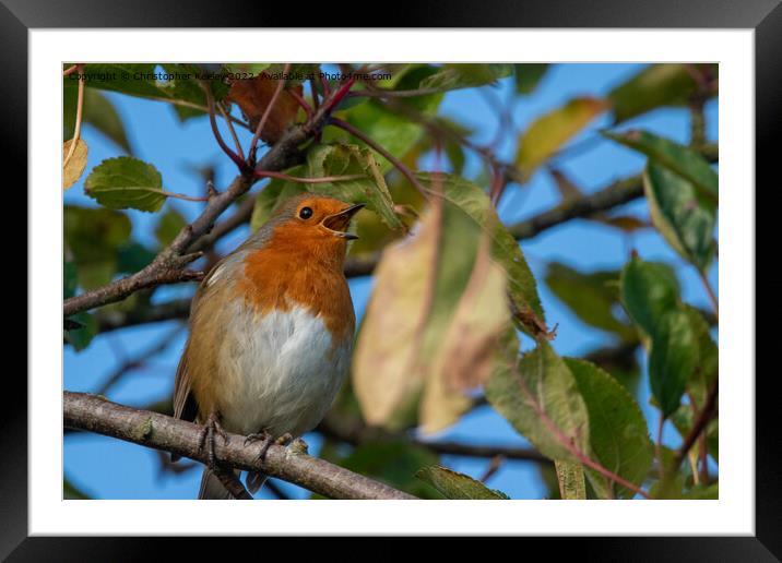 Singing robin redbreast Framed Mounted Print by Christopher Keeley