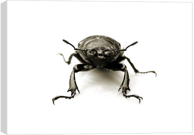 stag beetle stand off Canvas Print by Heather Newton