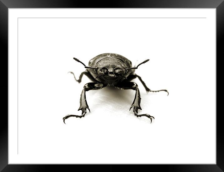 stag beetle stand off Framed Mounted Print by Heather Newton