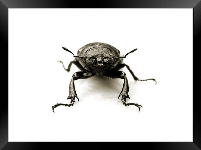 stag beetle stand off Framed Print by Heather Newton