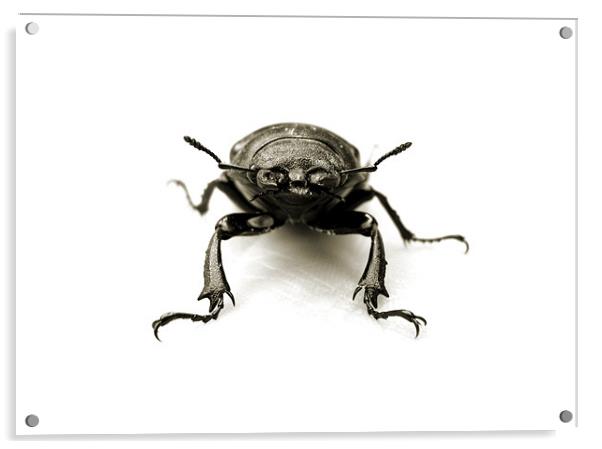 stag beetle stand off Acrylic by Heather Newton