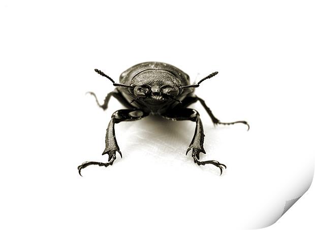 stag beetle stand off Print by Heather Newton