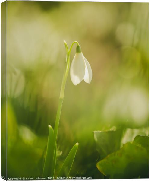 A close up of a  Snowdrop flower Canvas Print by Simon Johnson