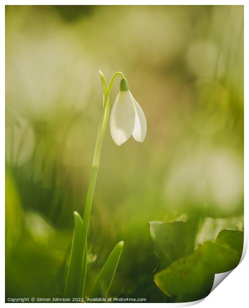 A close up of a  Snowdrop flower Print by Simon Johnson