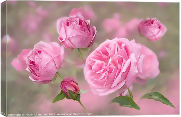  Pink English Roses Canvas Print by Alison Chambers