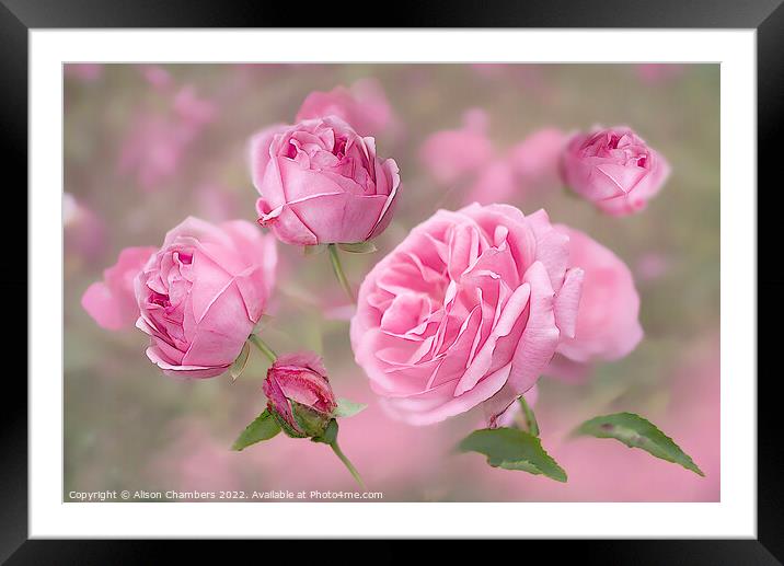  Pink English Roses Framed Mounted Print by Alison Chambers