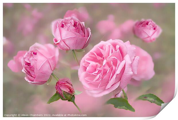  Pink English Roses Print by Alison Chambers