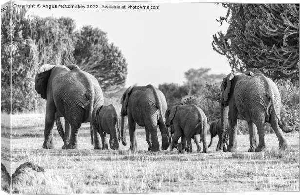 Elephant family disappearing into bush Uganda mono Canvas Print by Angus McComiskey