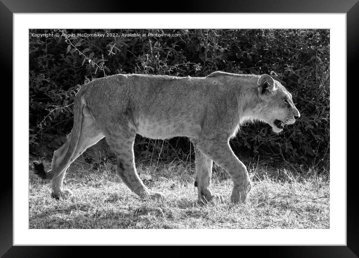 Young male African lion Botswana mono Framed Mounted Print by Angus McComiskey