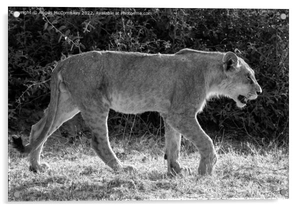 Young male African lion Botswana mono Acrylic by Angus McComiskey