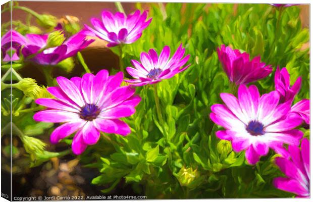 Majestic Magenta Daisies - CR2105 5283 PIN Canvas Print by Jordi Carrio