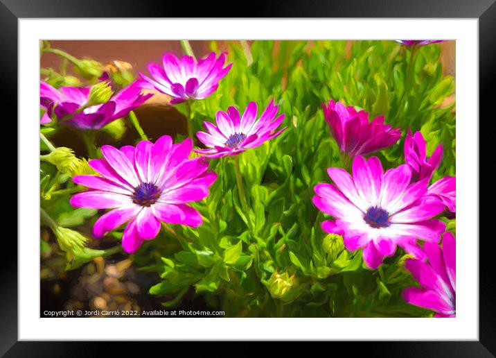 Majestic Magenta Daisies - CR2105 5283 PIN Framed Mounted Print by Jordi Carrio