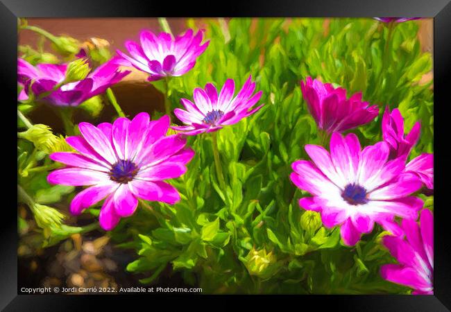 Majestic Magenta Daisies - CR2105 5283 PIN Framed Print by Jordi Carrio