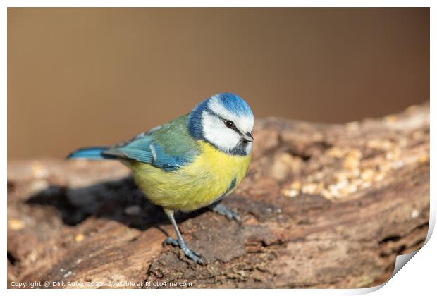 Blue Tit (Cyanistes caeruleus) Print by Dirk Rüter