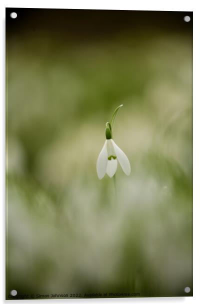 Snowdrop  flower Acrylic by Simon Johnson