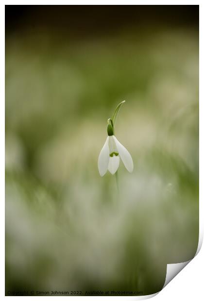 Snowdrop  flower Print by Simon Johnson