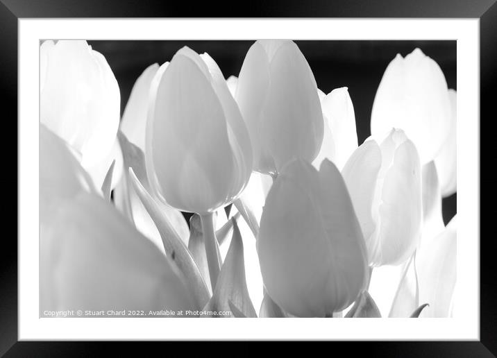 Tulip Flowers in Monochrome Framed Mounted Print by Travel and Pixels 