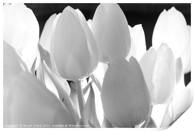 Tulip Flowers in Monochrome Print by Travel and Pixels 