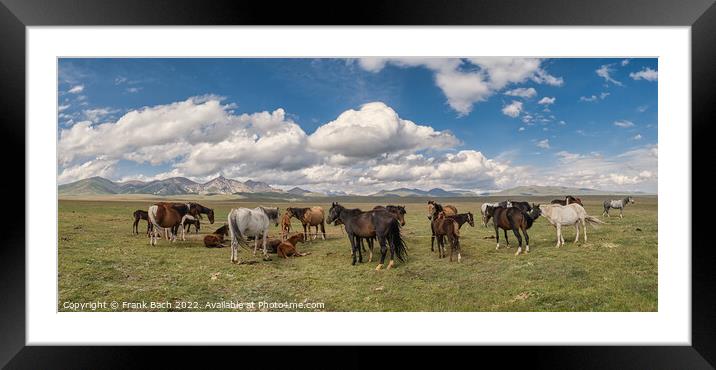 Herd of horses at lake Son Kul in the mountains og Kyrgysztan Framed Mounted Print by Frank Bach