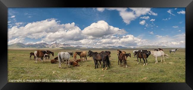 Herd of horses at lake Son Kul in the mountains og Kyrgysztan Framed Print by Frank Bach