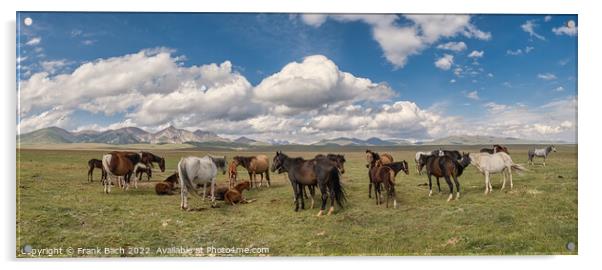 Herd of horses at lake Son Kul in the mountains og Kyrgysztan Acrylic by Frank Bach