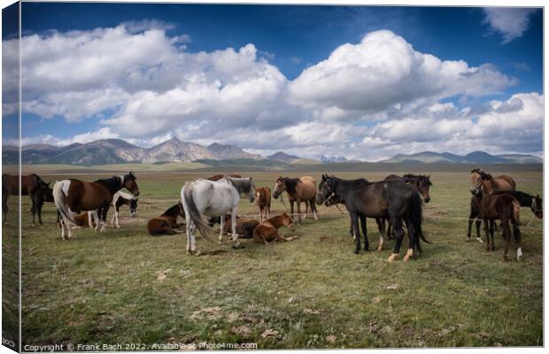 Herd of horses at lake Son Kul in the mountains og Kyrgysztan Canvas Print by Frank Bach