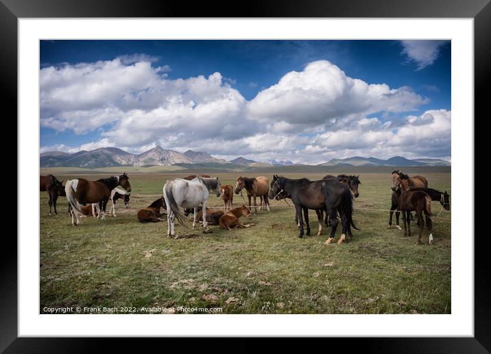 Herd of horses at lake Son Kul in the mountains og Kyrgysztan Framed Mounted Print by Frank Bach