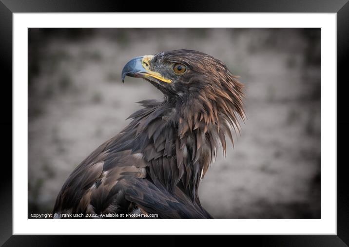 Falconeers falcon in Kyrgyzstan Framed Mounted Print by Frank Bach