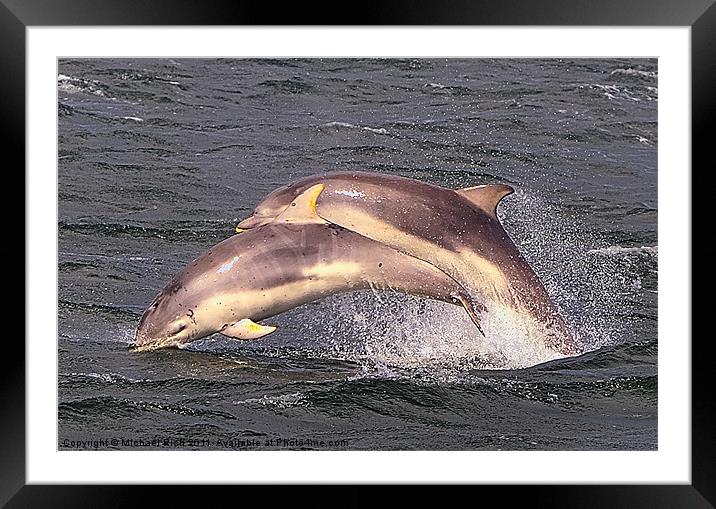 Lets Play Leapdolphin Framed Mounted Print by Michael Rich
