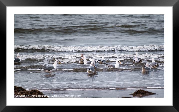 Seagulls in the waves at Blaavand beach at the North Sea coast i Framed Mounted Print by Frank Bach
