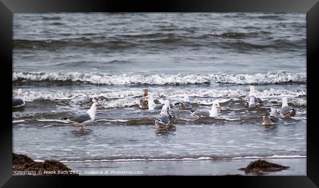 Seagulls in the waves at Blaavand beach at the North Sea coast i Framed Print by Frank Bach