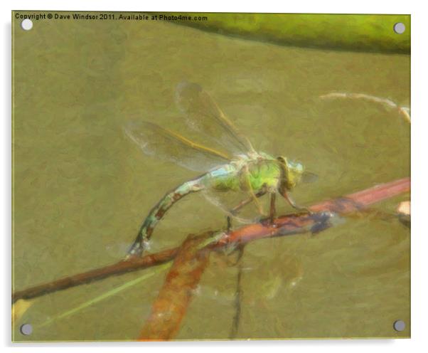 Painted Dragon Fly Acrylic by Dave Windsor