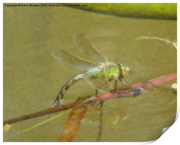 Painted Dragon Fly Print by Dave Windsor