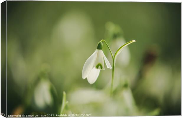 A close up of a flower Canvas Print by Simon Johnson