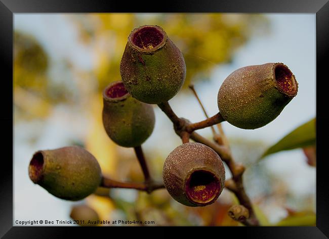 Gum Nuts Framed Print by Bec Trinick