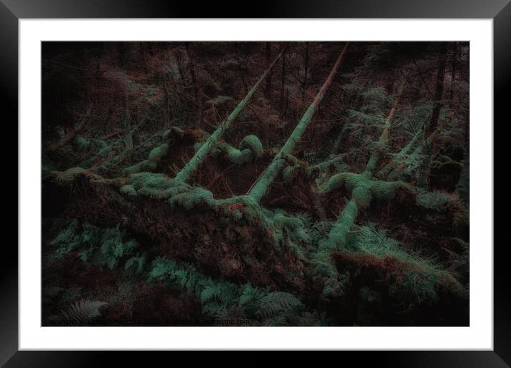 Dark Forest - Isle of Skye Framed Mounted Print by Jadwiga Piasecka
