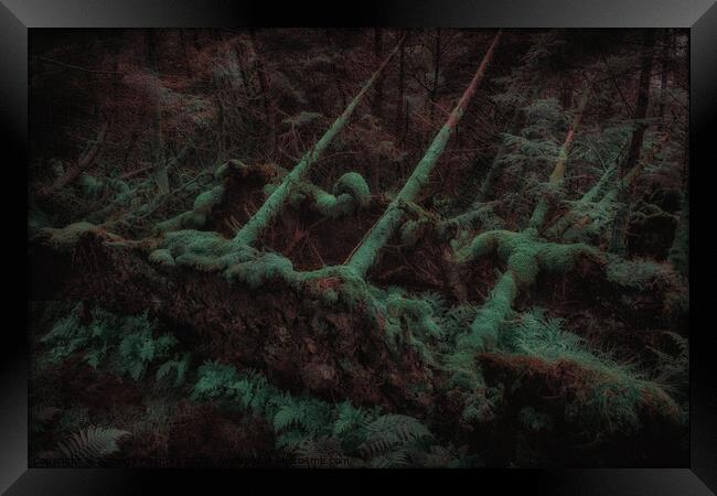 Dark Forest - Isle of Skye Framed Print by Jadwiga Piasecka