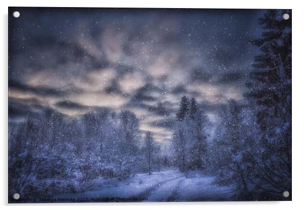Snowy Forest - Finnish Lapland Acrylic by Jadwiga Piasecka