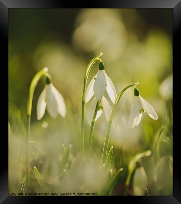 Sunlit Snowdrops Framed Print by Simon Johnson