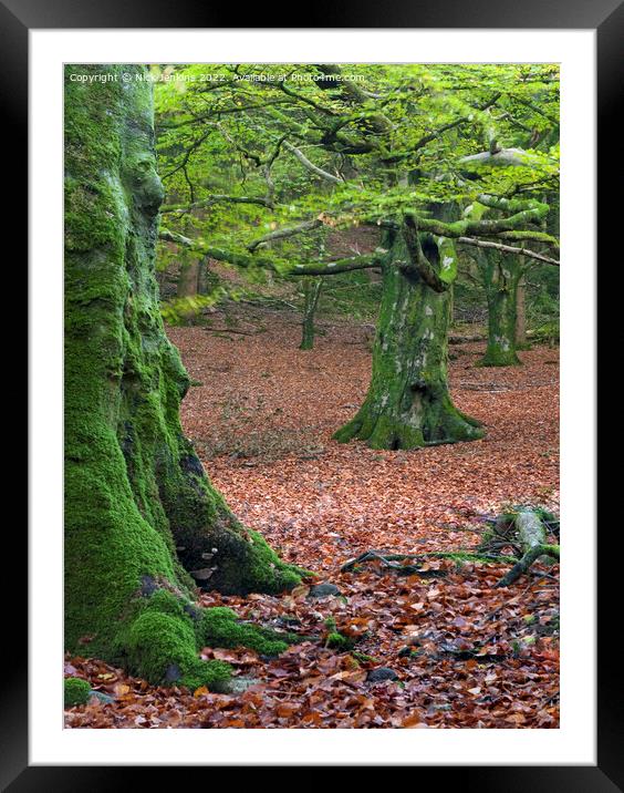 Beech Trees in Early Autumn in a nearby woodland Framed Mounted Print by Nick Jenkins