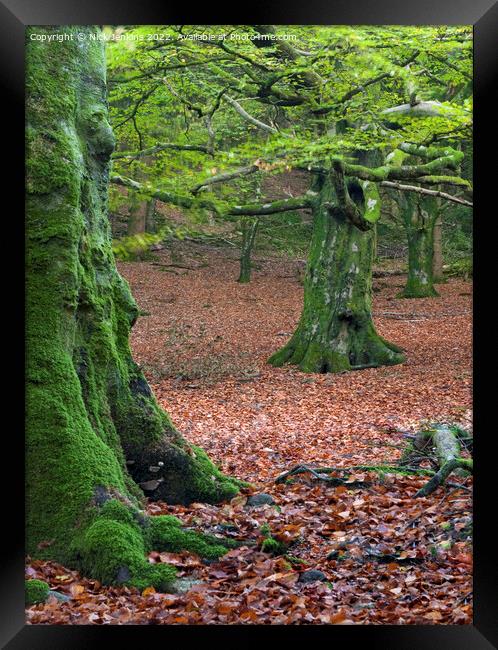 Beech Trees in Early Autumn in a nearby woodland Framed Print by Nick Jenkins