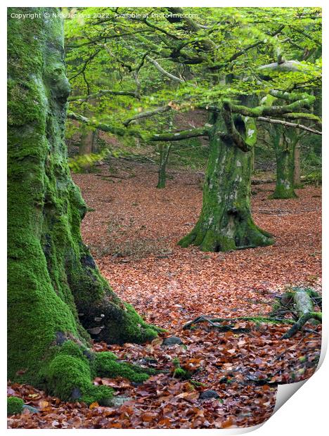 Beech Trees in Early Autumn in a nearby woodland Print by Nick Jenkins