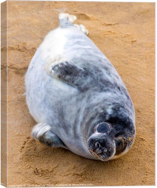 Seal Pup on Horsey Beach in Norfolk, UK Canvas Print by Chris Dorney