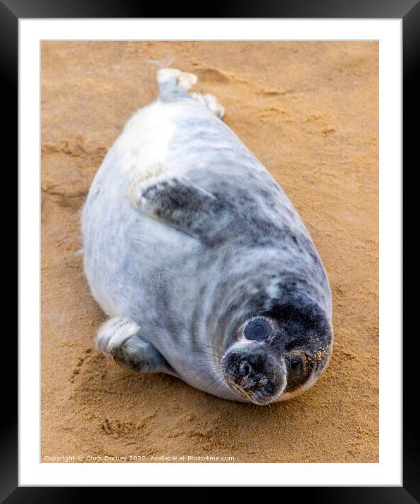 Seal Pup on Horsey Beach in Norfolk, UK Framed Mounted Print by Chris Dorney
