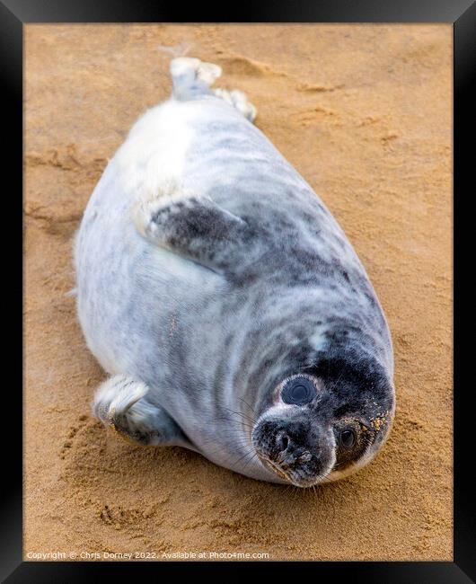 Seal Pup on Horsey Beach in Norfolk, UK Framed Print by Chris Dorney