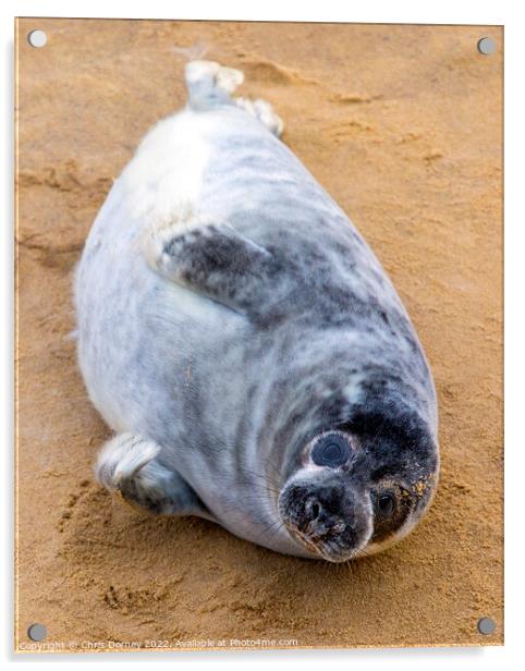 Seal Pup on Horsey Beach in Norfolk, UK Acrylic by Chris Dorney